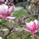 Saucer magnolia seeds 