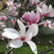 Saucer magnolia seeds 