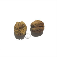 Walnut seeds «Giant»