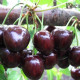 Sweet cherry seeds «Melitopol black»