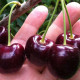 Sweet cherry seeds «Melitopol black»