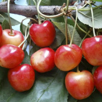 Sweet cherry seeds «General's»