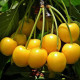 Sweet cherry seeds «Zhurba»
