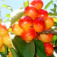 Sweet cherry seeds «Rainer»