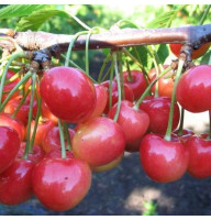 Sweet cherry seeds «Donchanka»