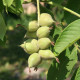 Manchurian walnut seeds