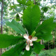 Magnolia officinalis seeds