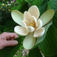 Magnolia officinalis seeds