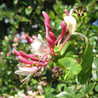 Italian honeysuckle seeds