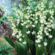 Lily of the valley seeds