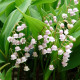Lily of the valley seeds