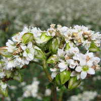 Насіння гречки посівної