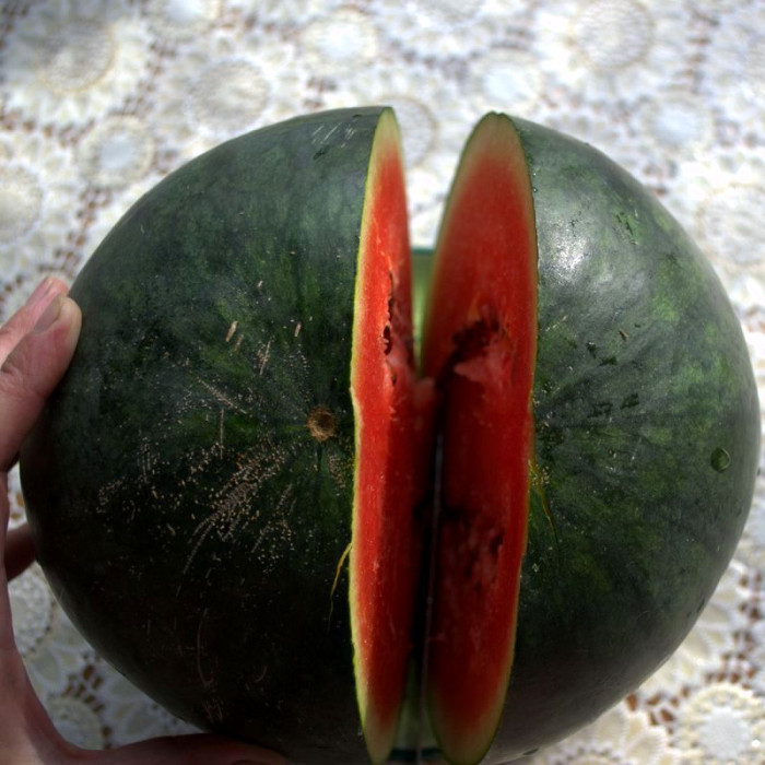 Watermelon seeds «Montenegrin»