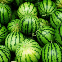 Watermelon seeds «Starry»
