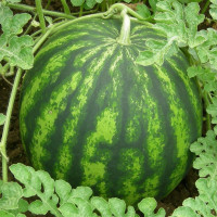 Насіння кавуна «Вікінг» F1