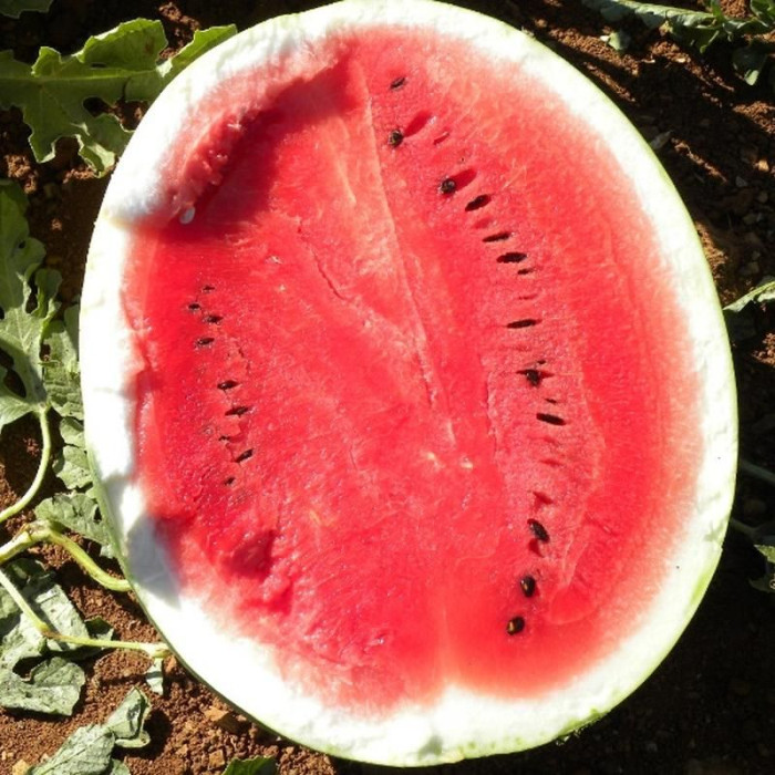Watermelon seeds «Surprise» F1