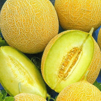 Melon seeds «Honey tale»