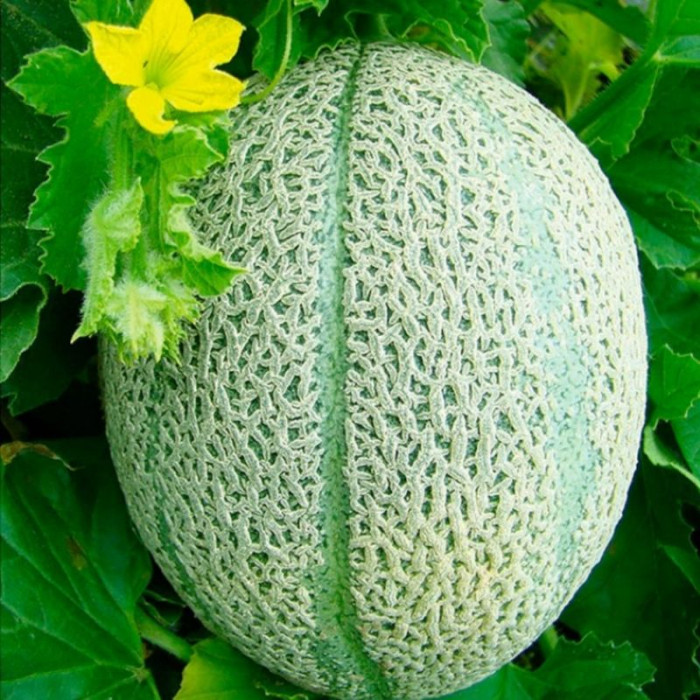 Melon seeds «Ortolani»