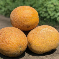 Семена дыни «Ананасная»