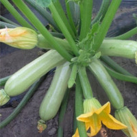 Семена кабачка «Кавили» F1