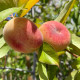 Fig peach seeds «Saturn»