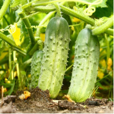 Cucumber seeds «Kharkivskiy»