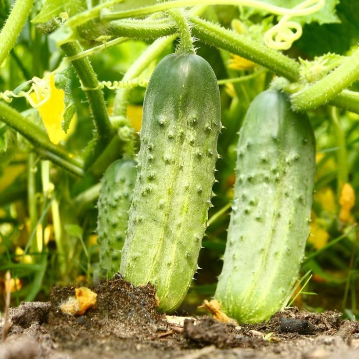 Cucumber seeds «Kharkivskiy»