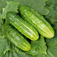 Cucumber seeds «Kasatik» F1