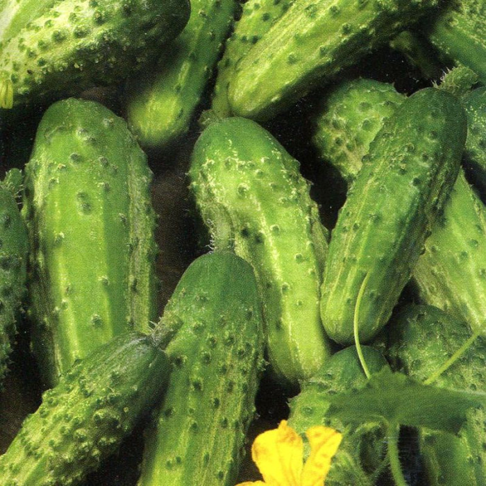 Cucumber seeds «Polan» F1