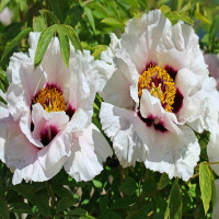 Tree peony (Paeonia suffruticosa) white