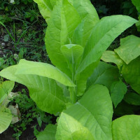 Насіння тютюну «Вірджинія»