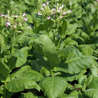 Насіння тютюну «Американ-18»