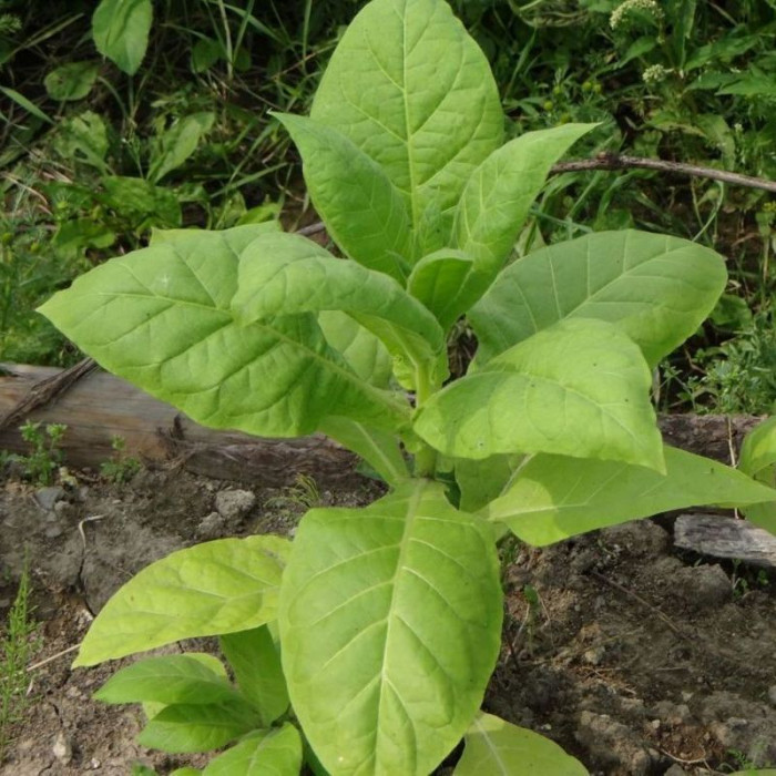 Tobacco seeds «American-572»