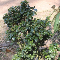 Japanese privet seeds