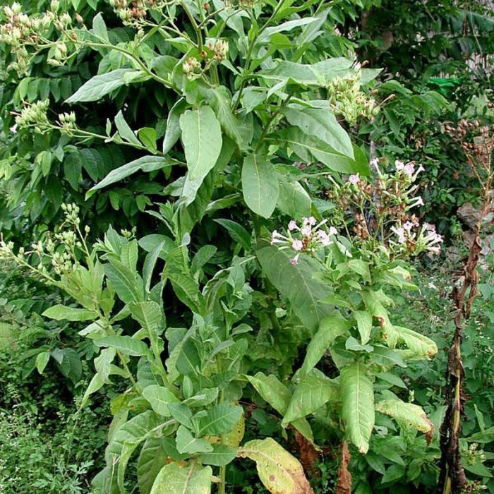 Tobacco seeds «American Bakhchisarai»