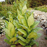 Семена табака «Малоникотинный»