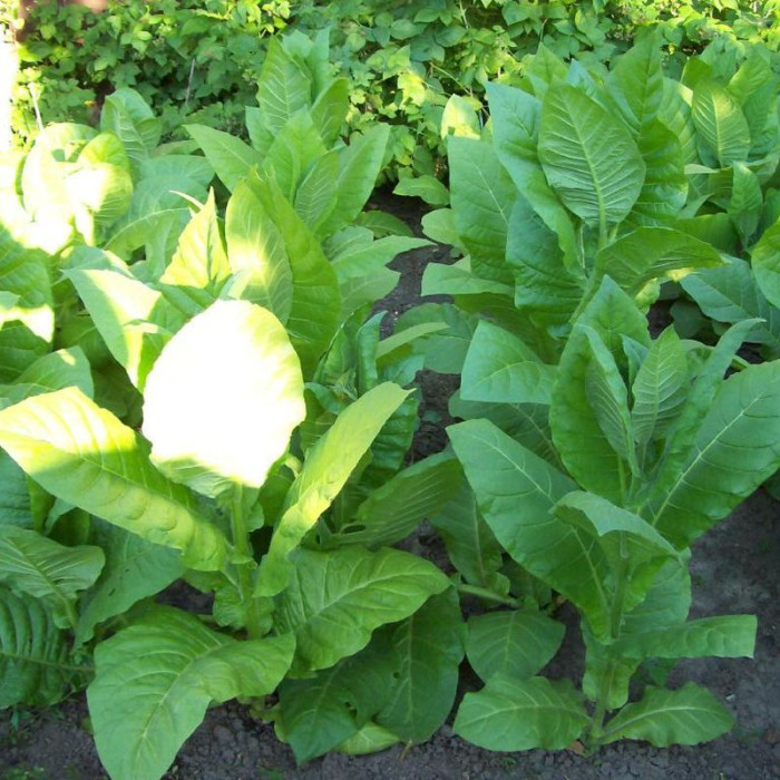 Tobacco seeds «American mix»