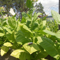 Семена табака «Херсонский-7»