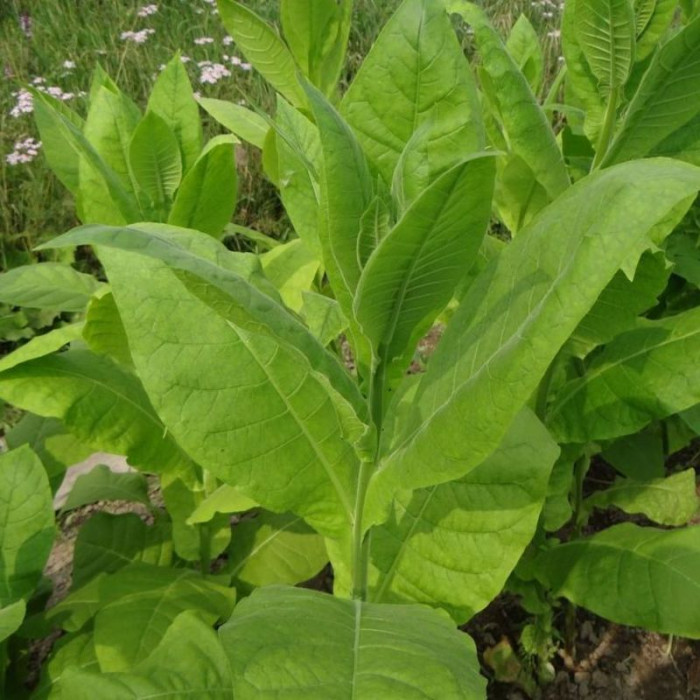 Семена табака «Крымский»