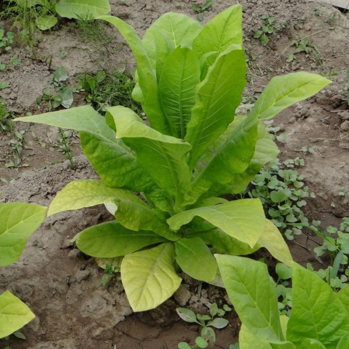 Tobacco seeds «Herzegovina Flor»
