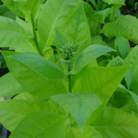 Tobacco seeds «Early ripening»