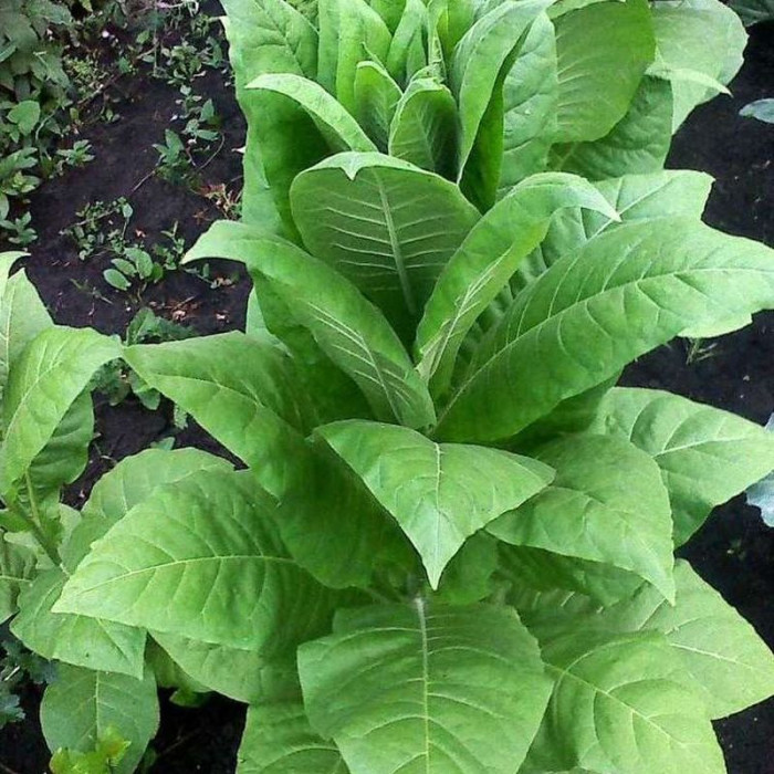 Tobacco seeds «Dubek new»