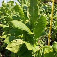 Семена табака «Американ-63»