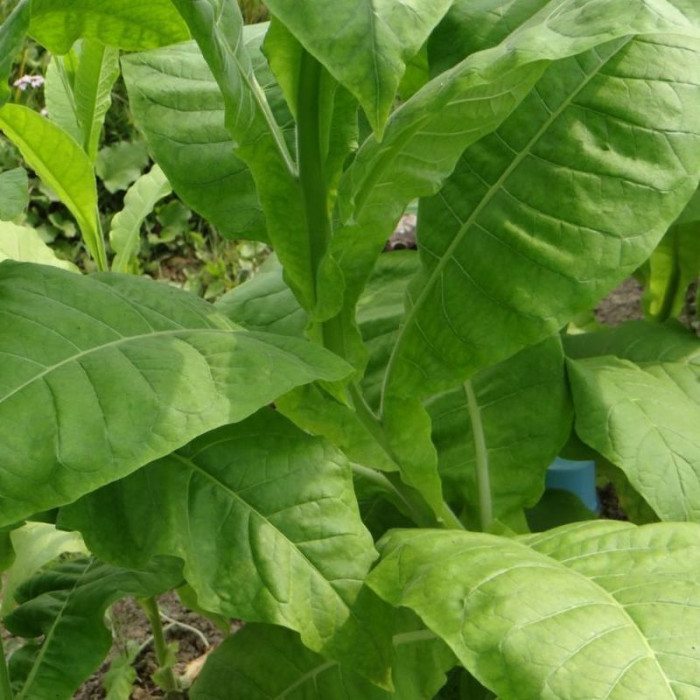 Tobacco seeds «Aromatic»