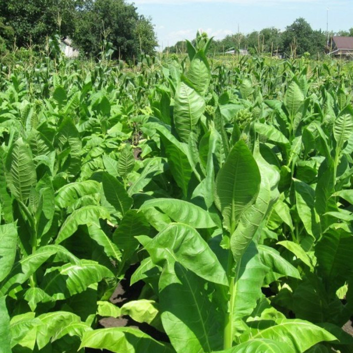 Tobacco seeds «Cuban Criollo»