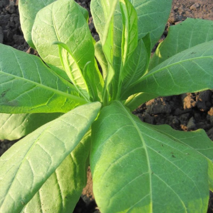 Tobacco seeds «Basma Jebel»