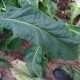 Tobacco seeds «Bosikappal»