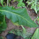 Tobacco seeds «Bosikappal»