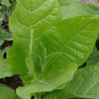 Насіння тютюну «Басма К»