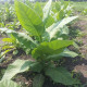 Tobacco seeds «Burley»